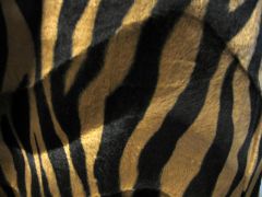 Zebra Stoff dunkel Meterware
